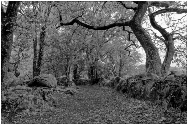 Un de ces chemins en Bretagne