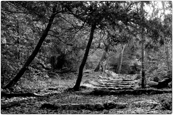 La Sainte-Baume, le chemin parmi les ifs