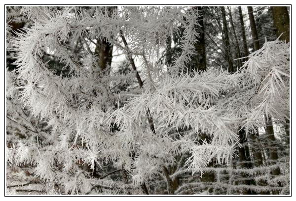 Le givre a formé des aiguilles sur les branches