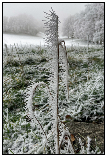 Le givre a formé des aiguilles sur les brins d'herbe