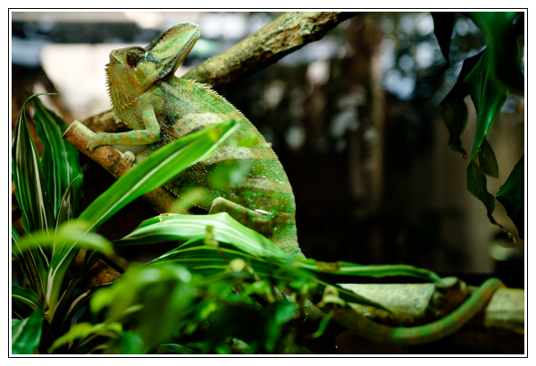 Caméléon casqué de Yemen