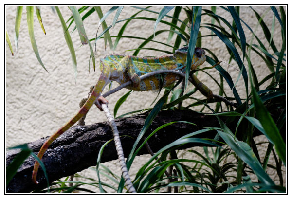 Caméléon panthère de Madagascar