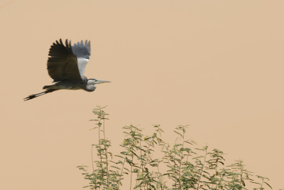 30 Egypt Une grue