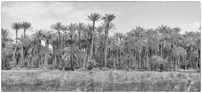 Pyramides et Caire