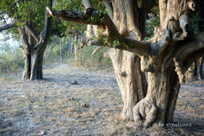 50 Haridwar Ganga_river_board