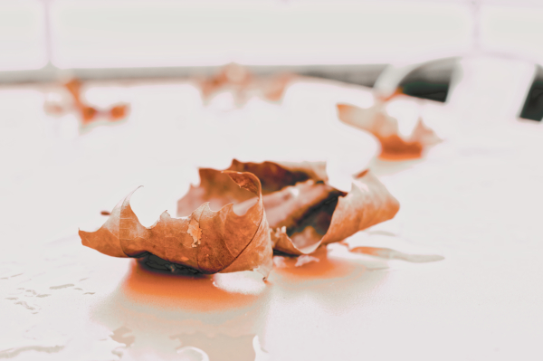 Automne
